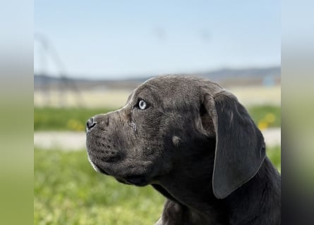 Cane Corso grau  welpen hündin Graue Hündin mit Züchtergarantie EUCH WCh-Linie zu verkaufen
