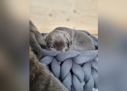 Labrador Retriever chacoral/Silber