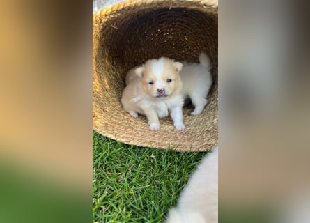 Süße Pomeranian Zwerkspitz Welpen 