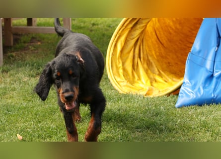 Gordon Setter Mädchen Sheila und Sally suchen nette Kuschelpartner