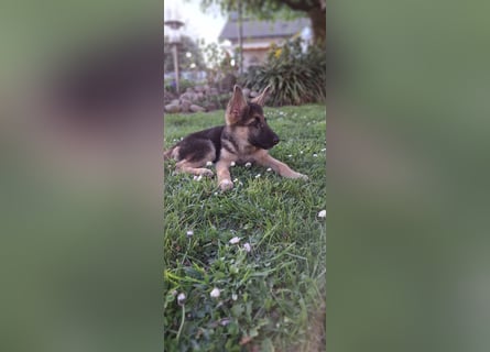 reinrassige Schäferhundwelpen (weiblich)