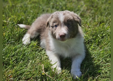 Border Collie Welpen -  Rüden