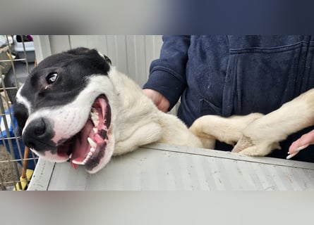 Mella - Gute-Laune-Hund