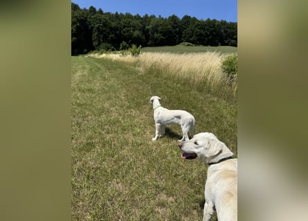 Welpen Akbas Schäferhund