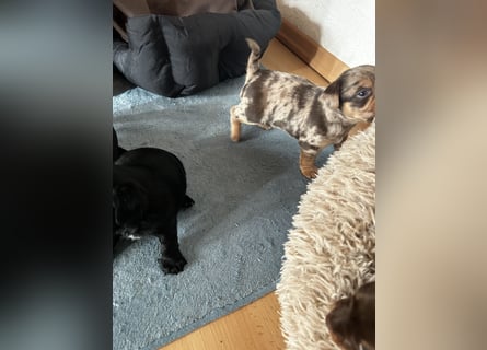 Chihuahua mix Welpen