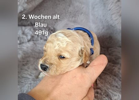 Maltipoo Welpen