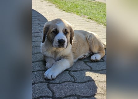 Mittelasiatischer Schäferhund mit stammbaum