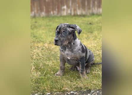 Super schöner Two Face American Bully XL Rüde