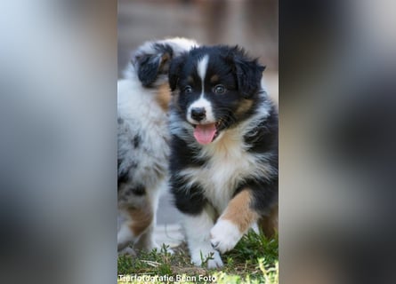 Wunderbare Aussiewelpen in tollen Farben, teilw. mit blauen Augen