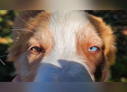 Border Collie-Welpen , black-, choco-,red-white und red-merle