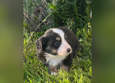 Miniature Australian Shepherd Welpen m. Papieren