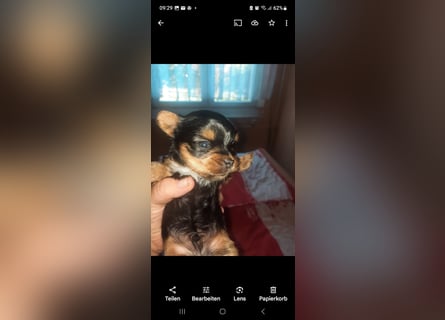 Yorkshire terrier kleinbleibend