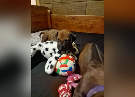 Rhodesian Ridgeback Welpen