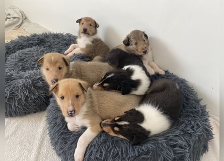 Lang- und Kurzhaar- Collie- Welpen