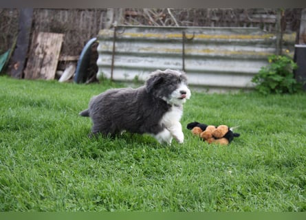 Bearded Collie Welpen, wir sind bereit für die Welt!