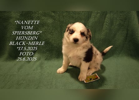 Border Collie-Welpen , black-,choco-,red-white und red-,black-merle
