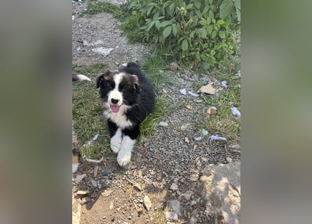 Yellow und Blue - zwei zuckersüße Aussie Zwerge 