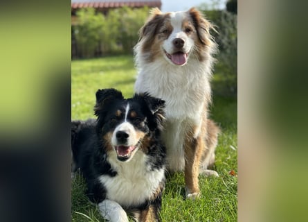 Liebenswerter Familienhund Maex sucht neues Zuhause