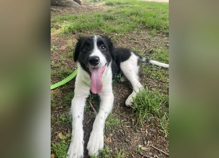 Loki – kleiner Abenteurer mit großem Herz sucht sein Für-Immer-Zuhause