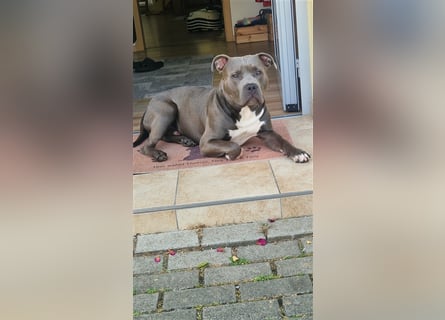 American Bully Standard Blue Line