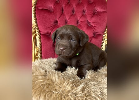Zuckersüße Schoko Labradorwelpen