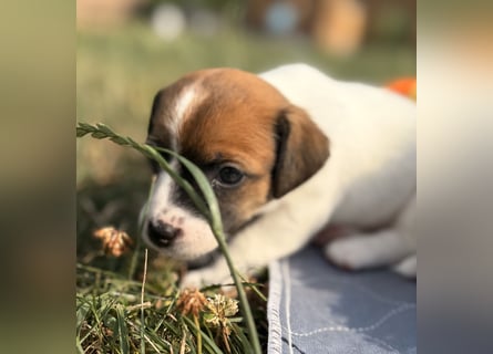 Jack Russel Terrier Welpen mit Stammbaum