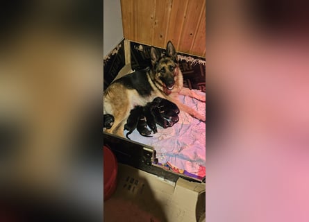 Schäferhund Welpen