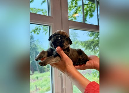 Wurf Cane Corso/Flat & Broholmer