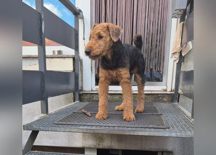 Airedale Terrier Hündin