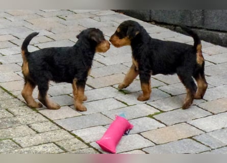 Airedale Terrier Welpen für aktive Hundefreunde