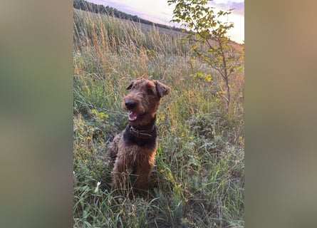 Airedale Terrier  –  abzugeben