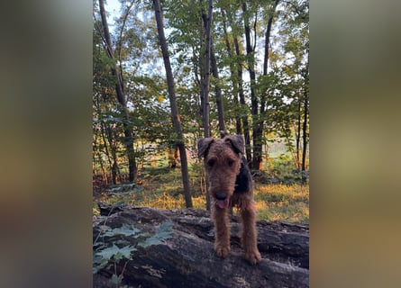 Airedale Terrier  –  abzugeben