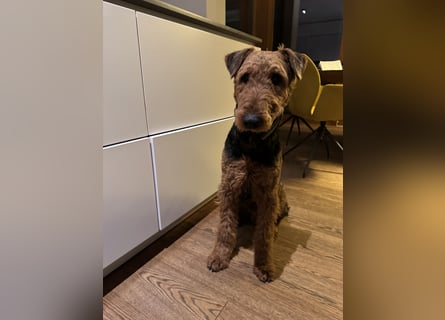 Airedale Terrier  –  abzugeben