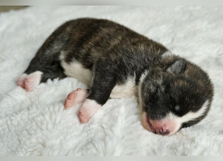 Akita Inu Welpen | A-Wurf | Japan Akita | Ahnentafel | VDH 