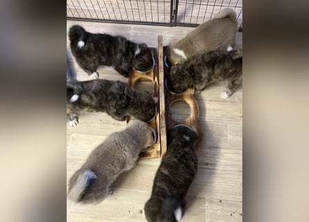 Akita- Welpen - C- Wurf - aus VDH-Zucht - verfügbar