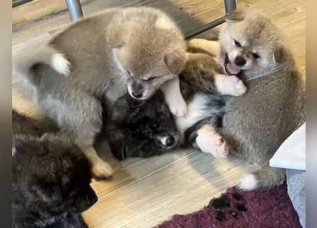 Akita- Welpen - C- Wurf - aus VDH-Zucht - verfügbar