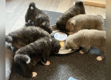 Akita- Welpen - C- Wurf - aus VDH-Zucht - verfügbar