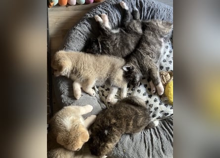 Akita- Welpen - C- Wurf - aus VDH-Zucht - verfügbar