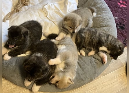 Akita- Welpen - C- Wurf - aus VDH-Zucht - verfügbar