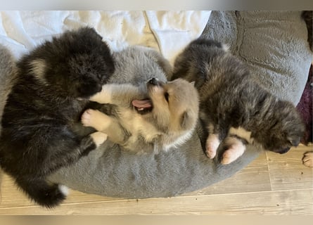 Akita- Welpen - C- Wurf - aus VDH-Zucht - verfügbar