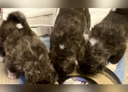 Akita- Welpen - C- Wurf - aus VDH-Zucht - verfügbar