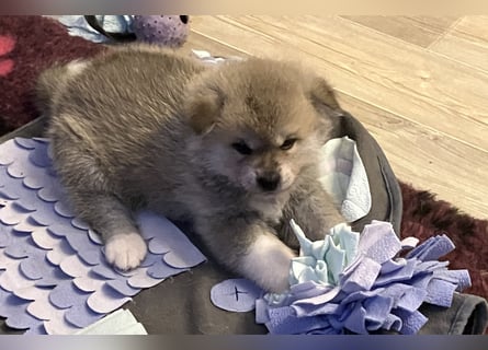 Akita- Welpen - C- Wurf - aus VDH-Zucht - verfügbar