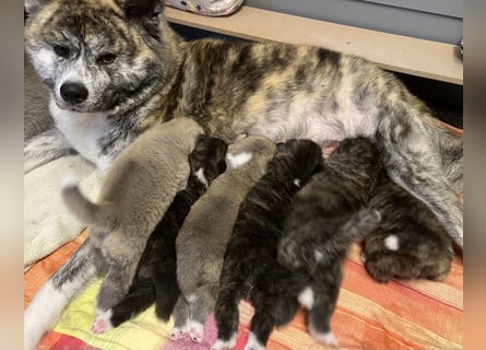 Akita- Welpen - C- Wurf - aus VDH-Zucht - verfügbar