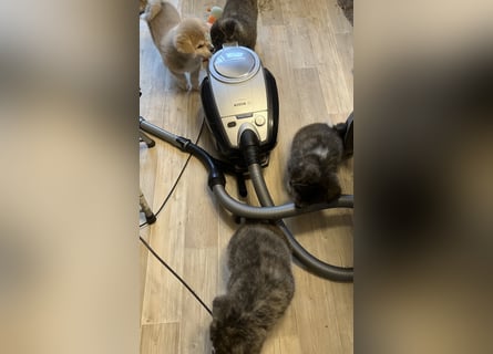 Akita- Welpen - C- Wurf - noch 2 Welpen verfügbar - VDH/AC -