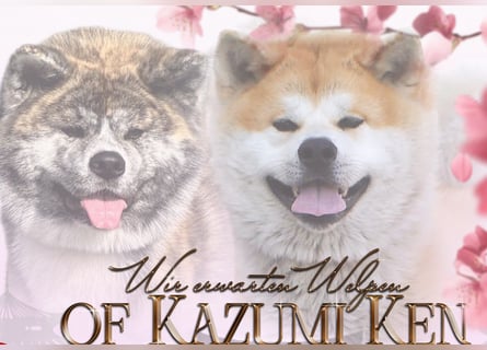 Akita- Welpen - C- Wurf - aus VDH-Zucht - verfügbar