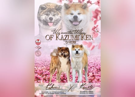 Akita- Welpen - C- Wurf - aus VDH-Zucht - verfügbar