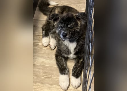Brindel Akita Welpe - weibl. - aus VDH- Zucht ist wieder frei!