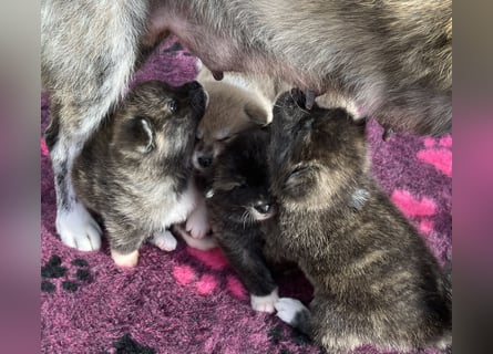 Akita- Welpen - C- Wurf - aus VDH-Zucht - verfügbar