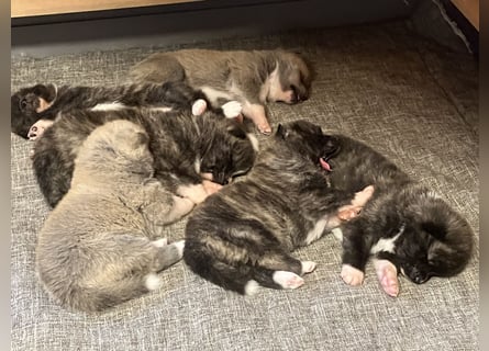 Akita- Welpen - C- Wurf - aus VDH-Zucht - verfügbar