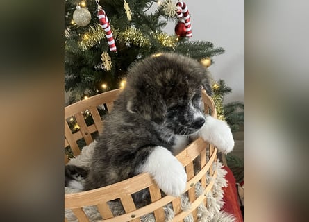 Akita- Welpen - C- Wurf - noch 2 Welpen verfügbar - VDH/AC -